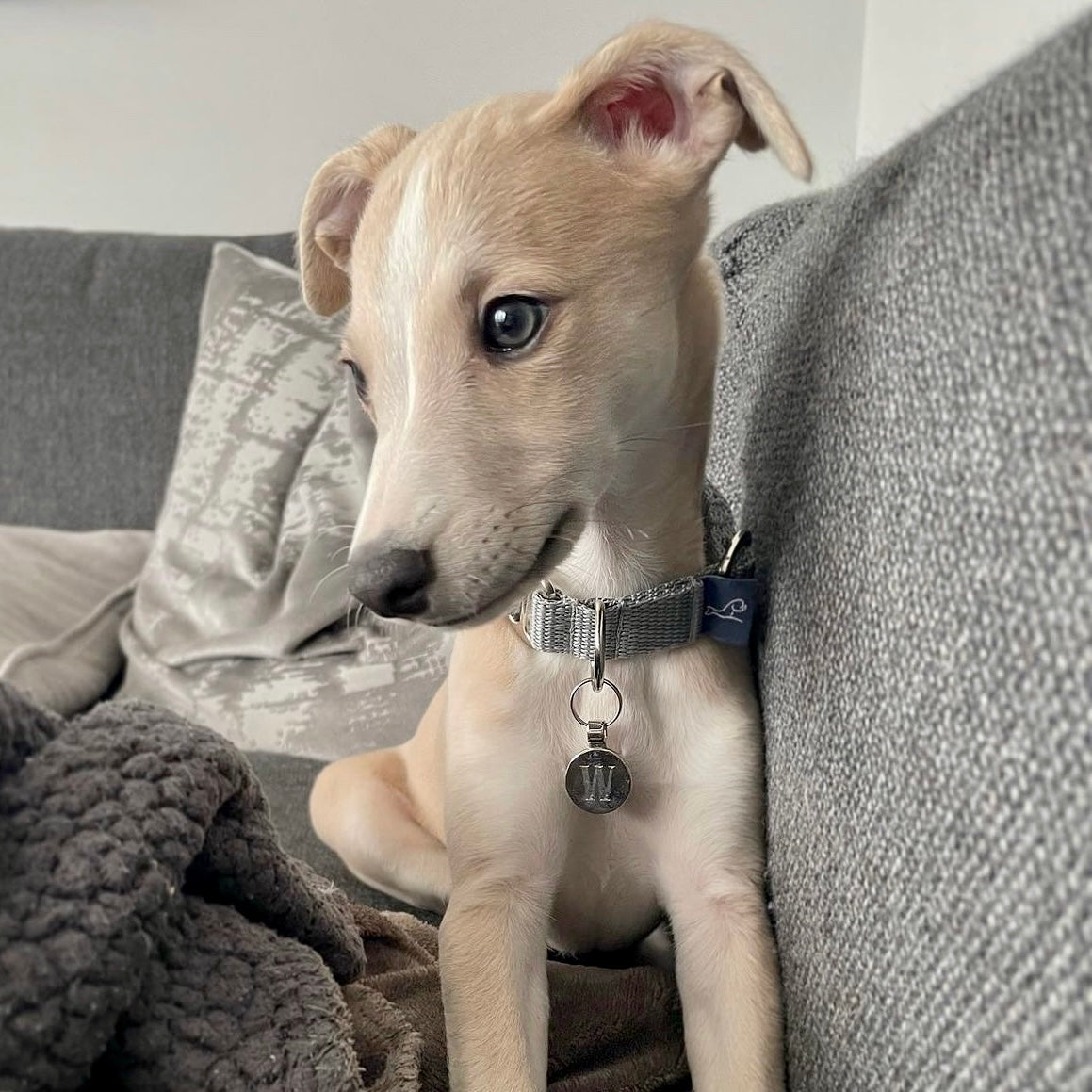 Puppy House Collar