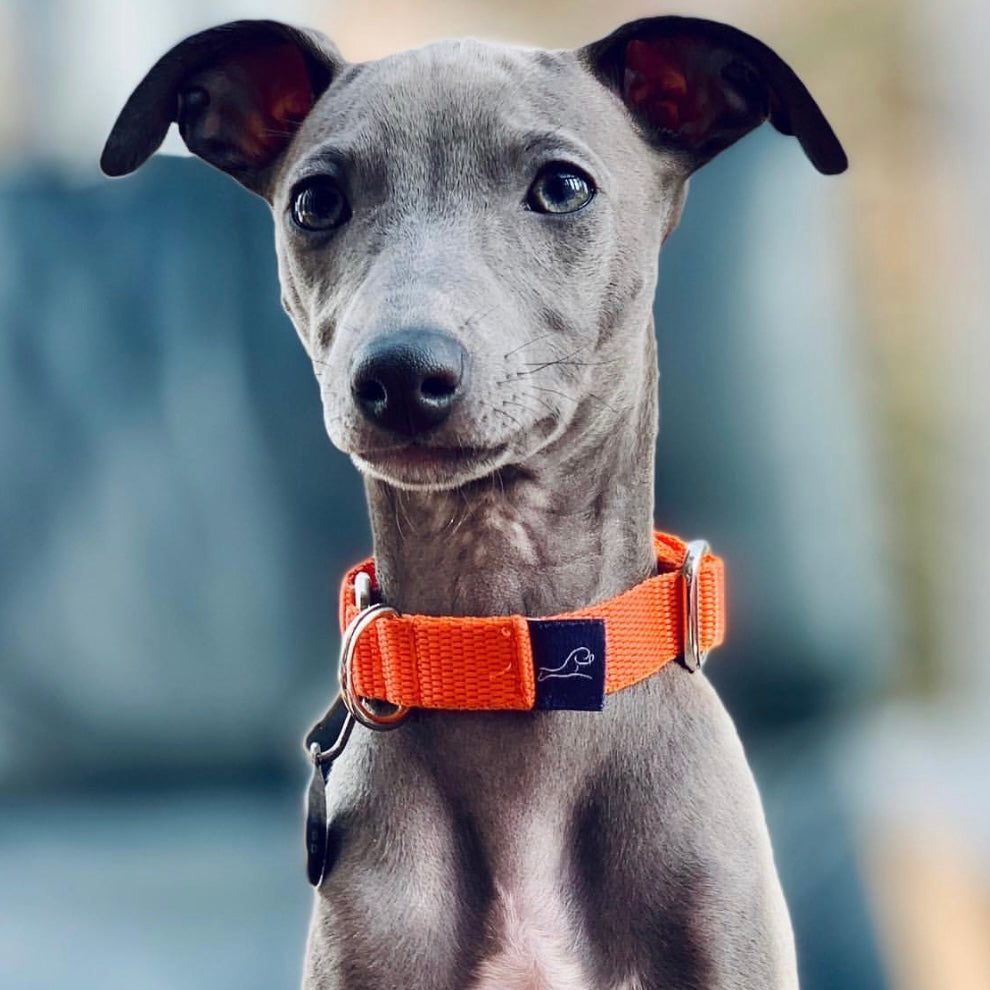 Puppy House Collar