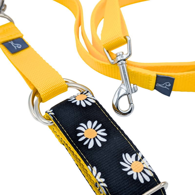 Luxe Martingale Collar - Daisy