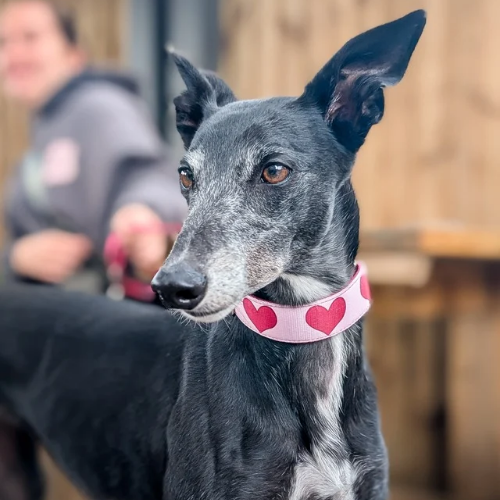 Luxe Martingale Collar - Queen of Hearts