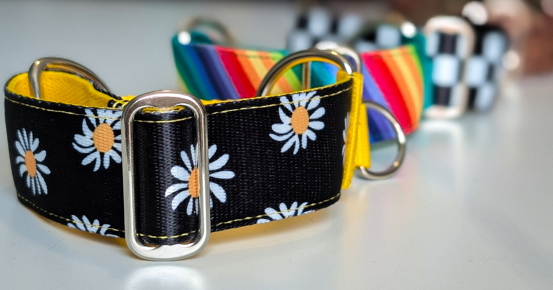 Bold, Bright, and Built for Sighthounds: Why We’re Leaning Into Colour