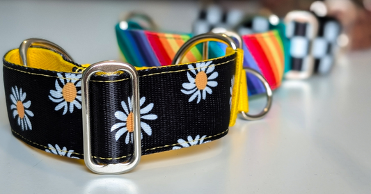 Bold, Bright, and Built for Sighthounds: Why We’re Leaning Into Colour