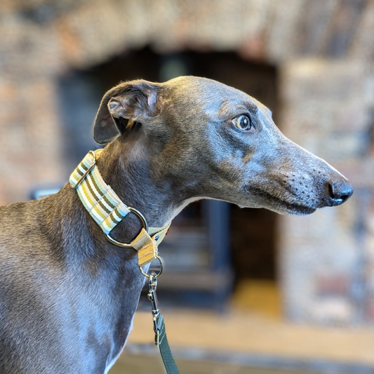 Olive Stripe Martingale