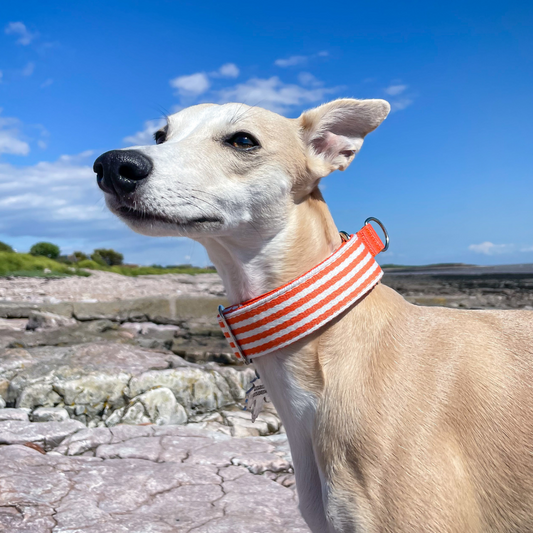 Stripe Martingale