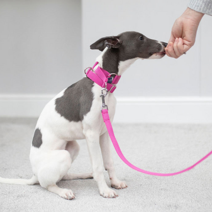 Puppy Martingale Collar Hound Boutique Ltd