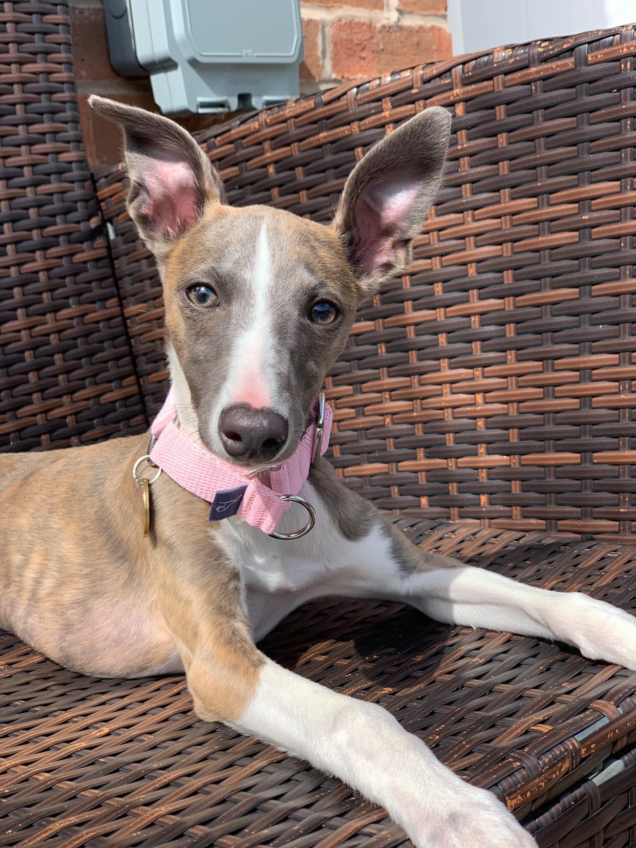 Martingale whippet hotsell