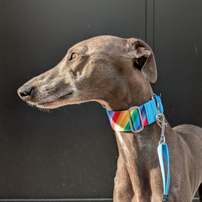 Luxe Martingale Collar - Rainbow