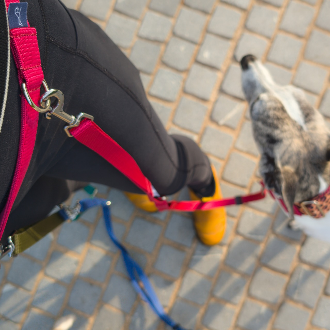 The Sidekick: Hands-Free Dog Walking Belt