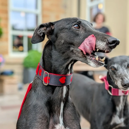 Luxe Martingale Collar - King of Hearts
